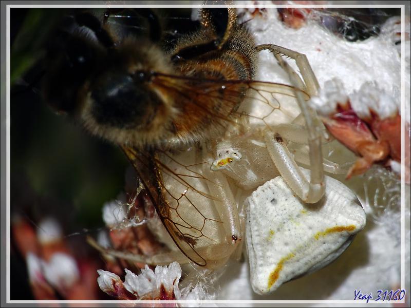 Suite : Araignée crabe Thomise enflée (Thomisus onustus) - Originaire de La Couarde - Île de Ré - 17
