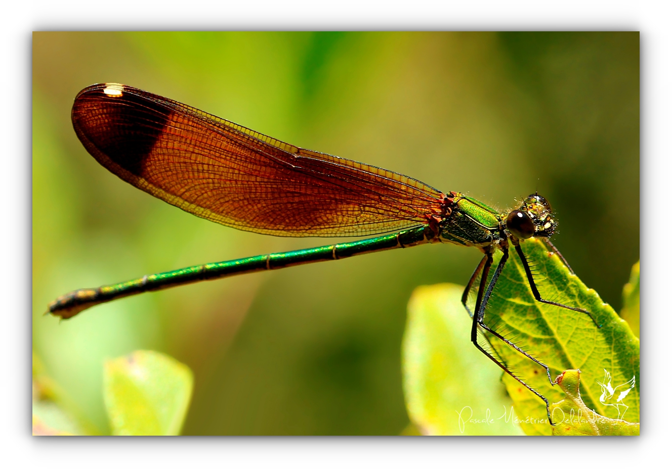 Calopréryx hémorroïdal  ♀ - Caloptéryx haemorrhoidalis