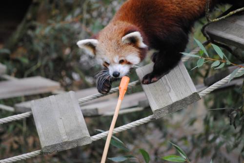 Ying ouvre la danse ! Target boy !