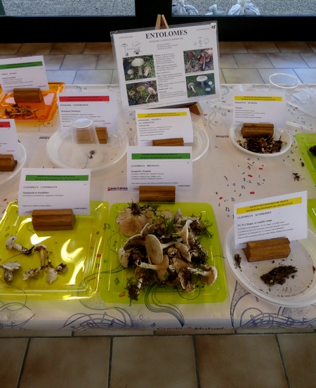 L'exposition de champignons présentée à la fin du Congrès National de Mycologie 2014 à Châtillon sur Seine