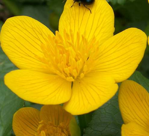 Vertus médicinales des plantes sauvages : Populage