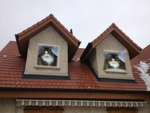 Des chats aux fenêtres