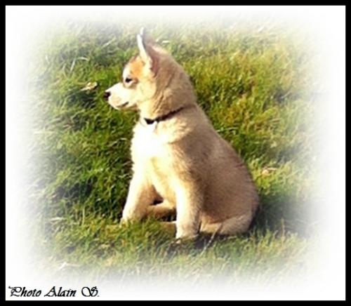 Irko (2,5 mois)