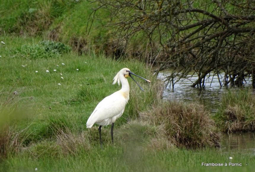 Virée dans le marais breton - Mars 2022 Spatule blanche 