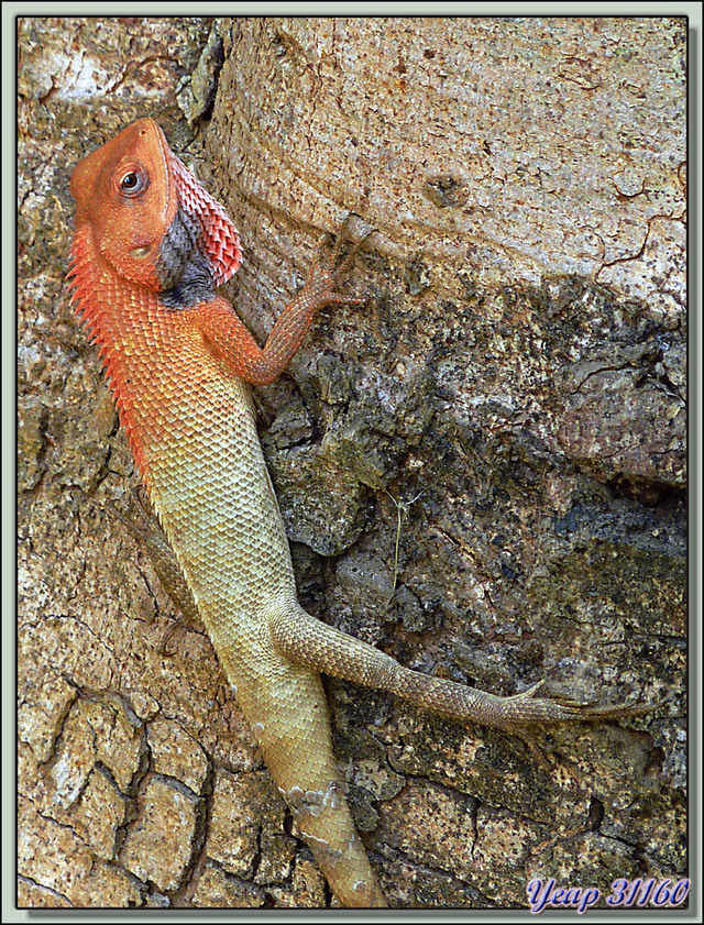 Blog de images-du-pays-des-ours : Images du Pays des Ours (et d'ailleurs ...), Lézard Agame à gorge rouge (Calotes Versicolor) - Parc National de Chitwan - Teraï - Népal