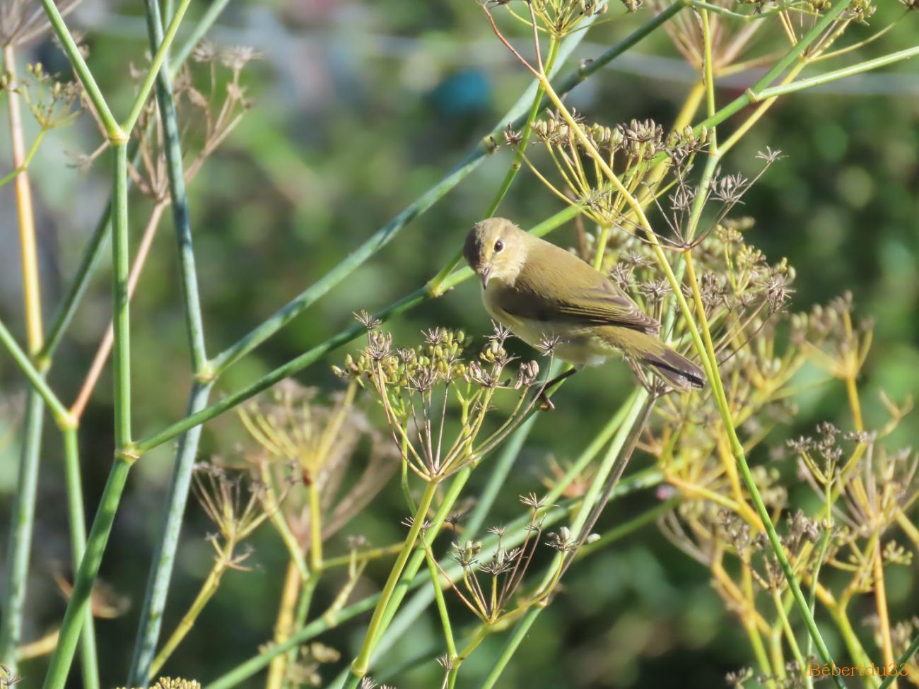 un oiseau dans le jardin 