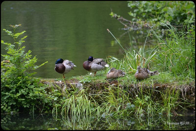 Rambouillet : Le canard Colvert