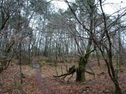 CR / RANDO 15 / ST-MEDARD-EN-JALLES