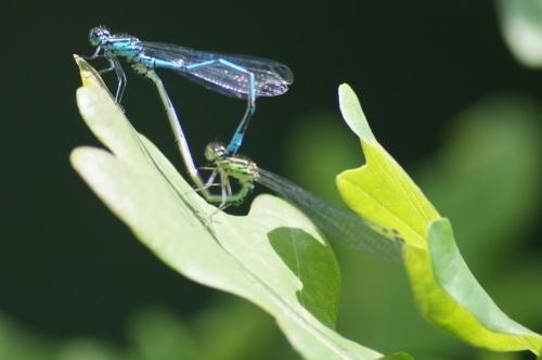 Demoiselle et Grenouille rieuse
