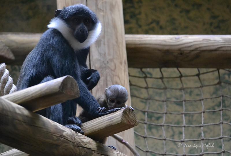  Ménagerie du jardin des Plantes : Le Cercopithèque de l'Hœst
