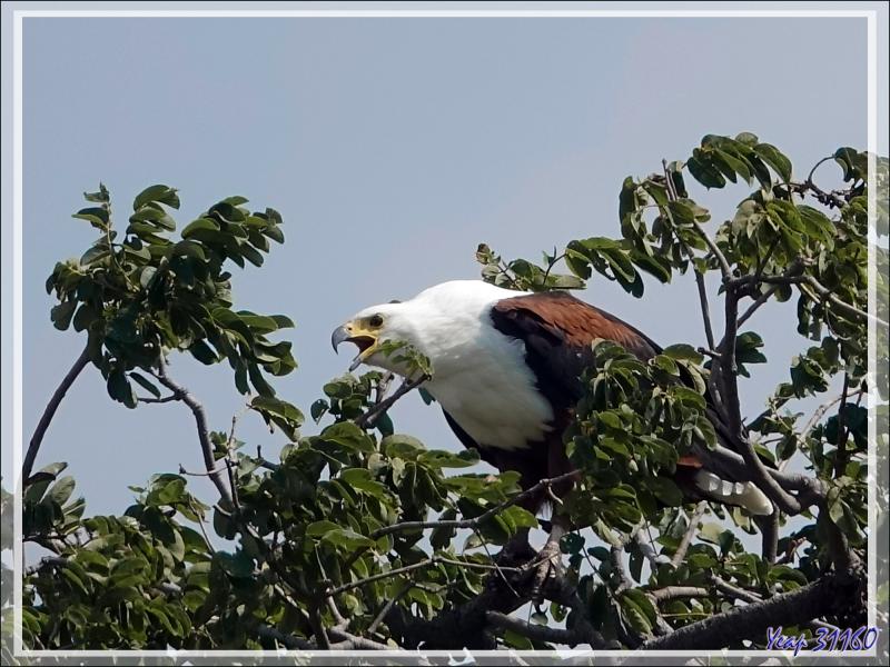 Pygargue vocifère ou Aigle pêcheur, African Fish Eagle (Haliaeetus vocifer) - Safari terrestre - Parc National de Chobe - Botswana