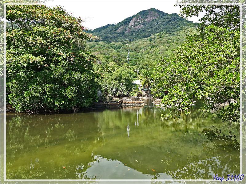 14/12/2021(suite) : seconde journée à Silhouette Island passée entre promenade dans le village et les jardins du grand complexe hôtelier voisin et baignades - Seychelles