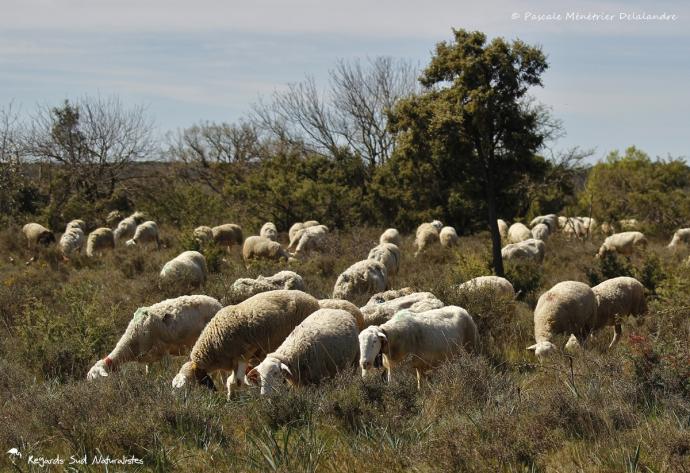 Caussenardes des Garrigues