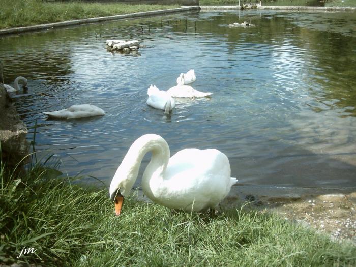 les cygnes