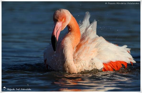 Toilette de Flamant rose