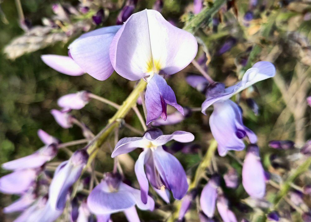 Mon amour de glycine - avril 2022...