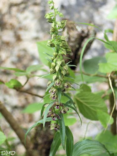 Epipactis helleborine  -  épipactis à larges feuilles