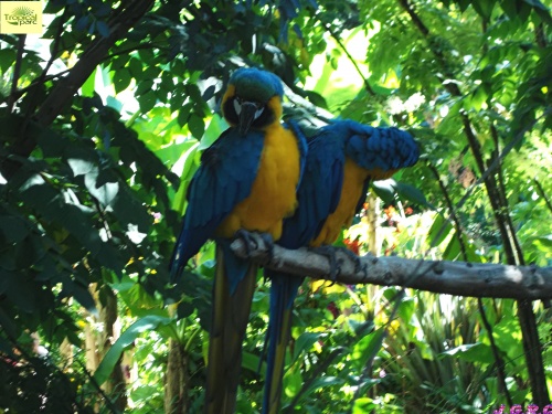 TROPICAL PARC DE SAINT JACUT  56   8/8