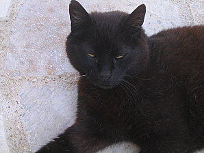 ANIMAUX-DE-LA-FAMILLE 0234