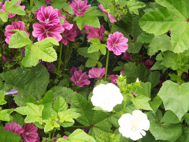 "interlude fleuri" ...