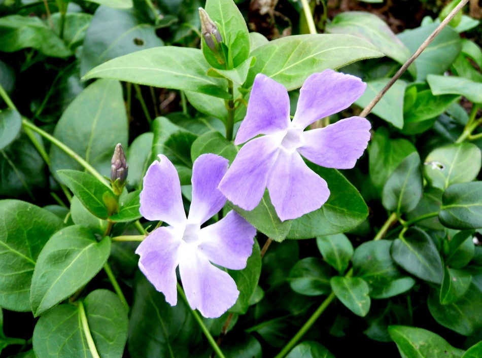 Jardin des plante, décembre 2015