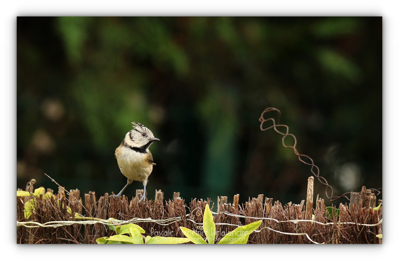 Mésange huppée au jardin