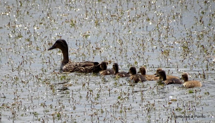 oiseaux dans le marais breton - mai 2022