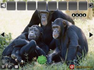 Jouer à Big Funny chimpanzee jungle escape