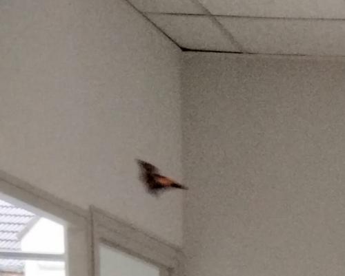 Fusées et avions en origami