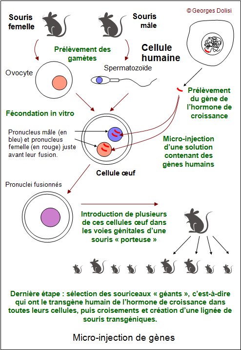 http://lancien.cowblog.fr/images/SanteBiologie-1/Genie2.jpg