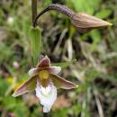 Index illustré orchidées