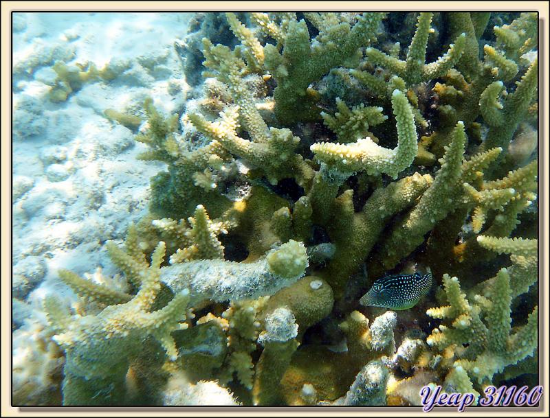 Le poisson globe et le corail cornes de cerf - Atoll de Fakarava - Tuamotu - Polynésie française