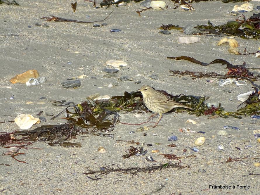 Oiseaux de la Tara à la Plaine/mer - 44 -