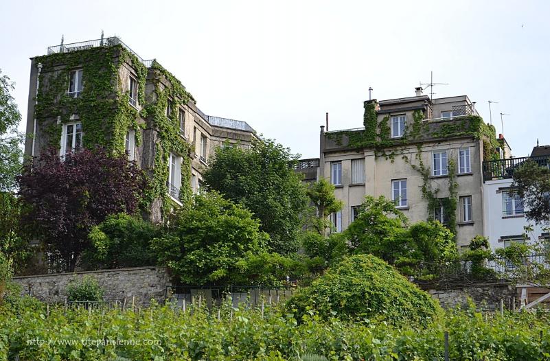 Les vignes de Montmartre