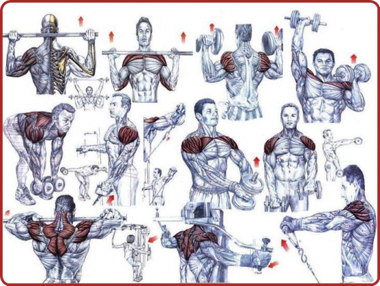 Que Des Muscles.