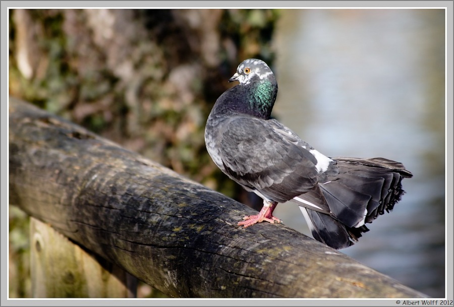Images "volatiles"
