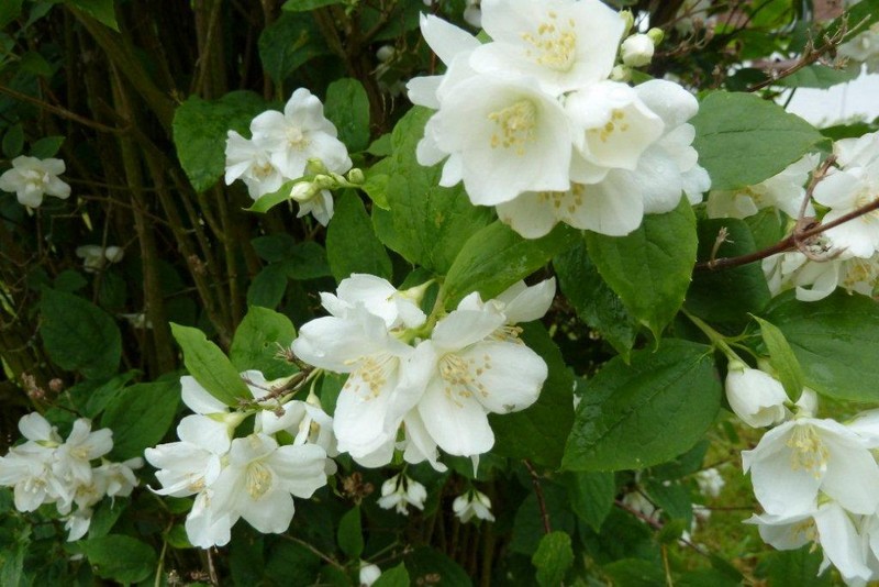 Blancheur parfumée ...