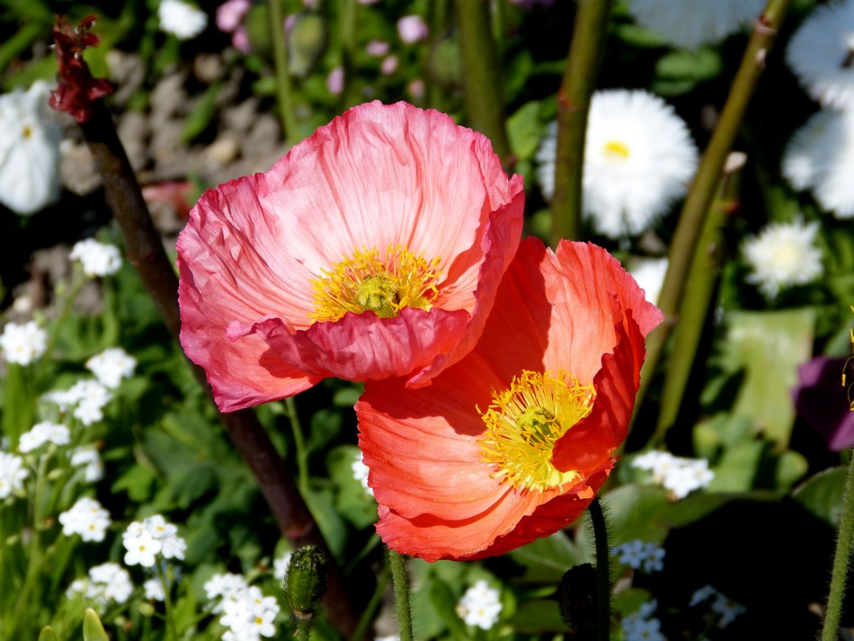 DRELING, DRELONG, DRELING, DRELONG etc ...