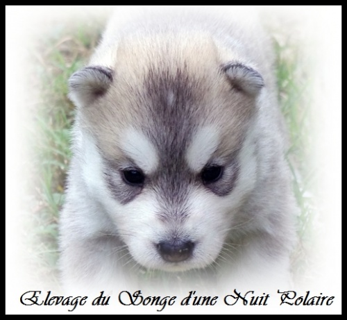 Chiot Husky Femelle 2 (19j)