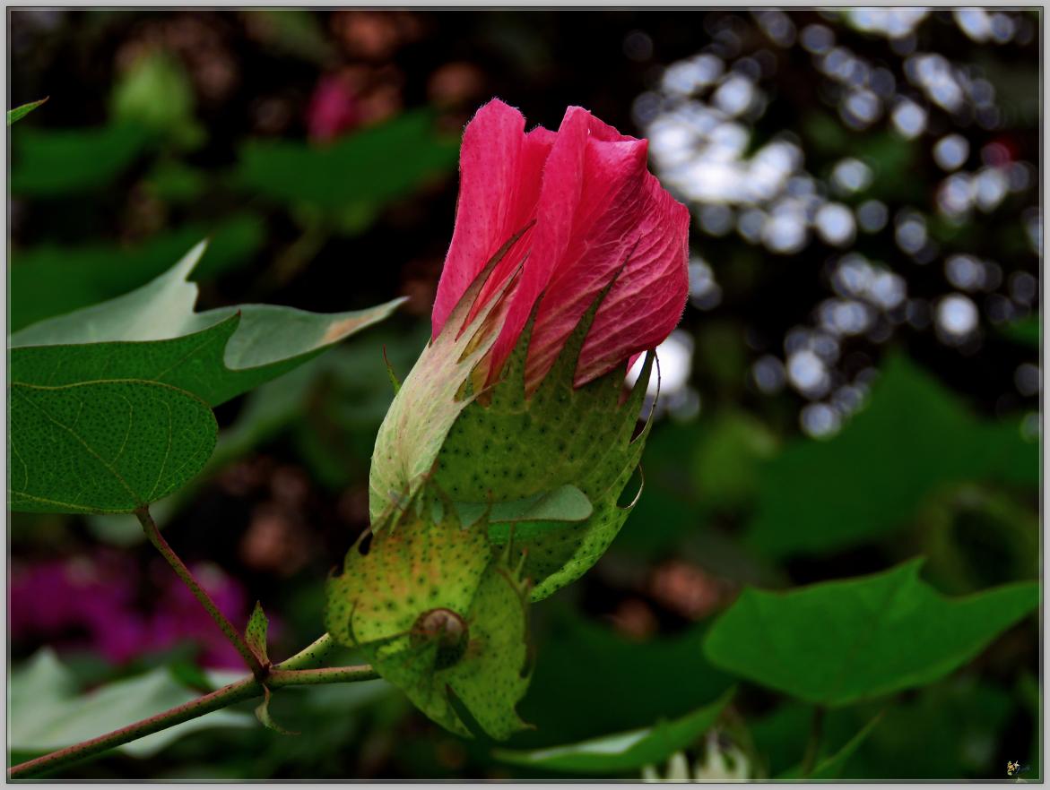 FLEURS DE COTON 2023