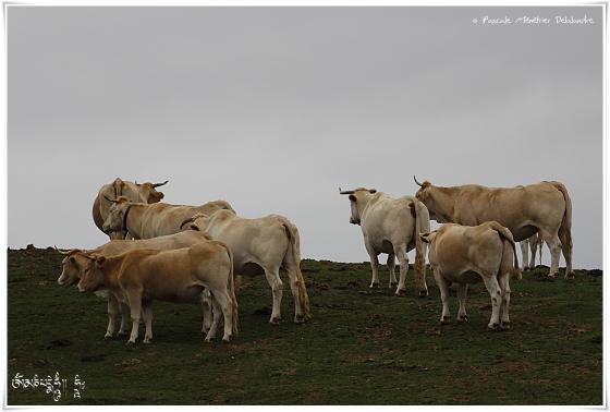 Blondes d'Aquitaine