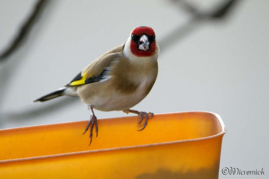 Le Chardonneret affamé.
