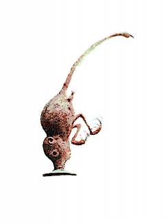 Une espèce méconnue: le minmin sylvestre (manus sylvestris)