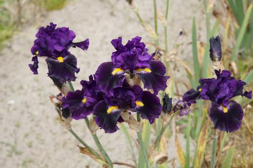 Les iris de Bourdillon