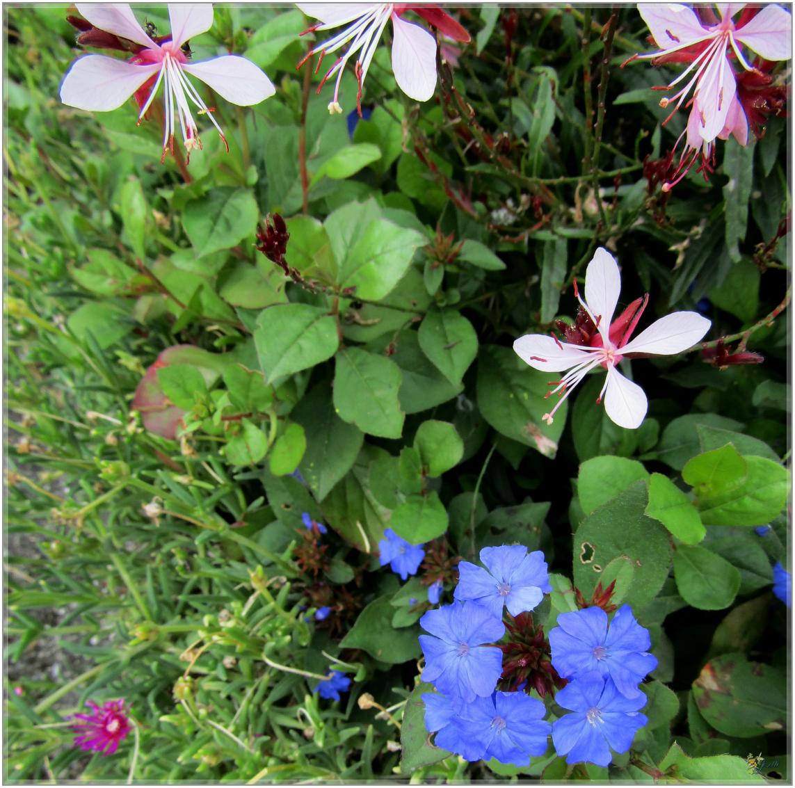 AVANT  LA  NEIGE  QUELQUES  FLEURS 