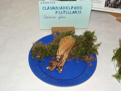 L'exposition mycologique à Châtillon sur Seine