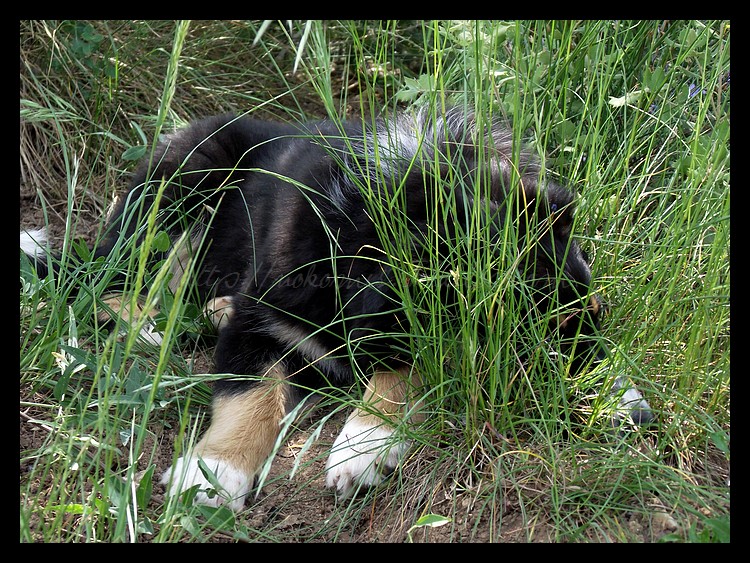 Tranches de vie d'un Australian Shepherd