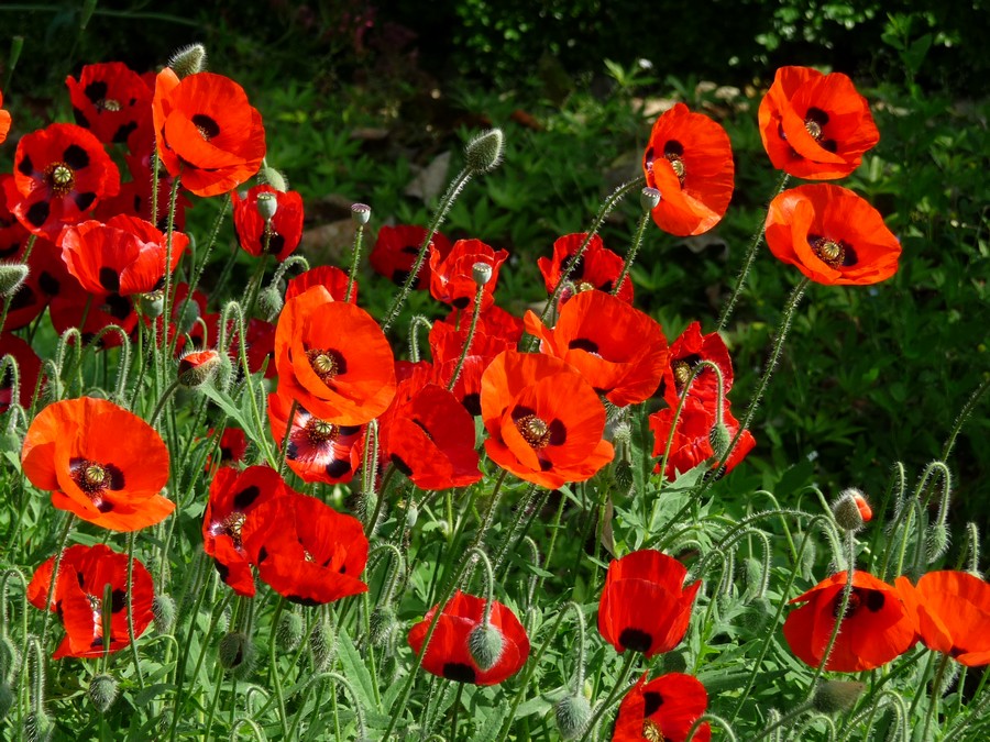Bleu blanc rouge ... en Picardie
