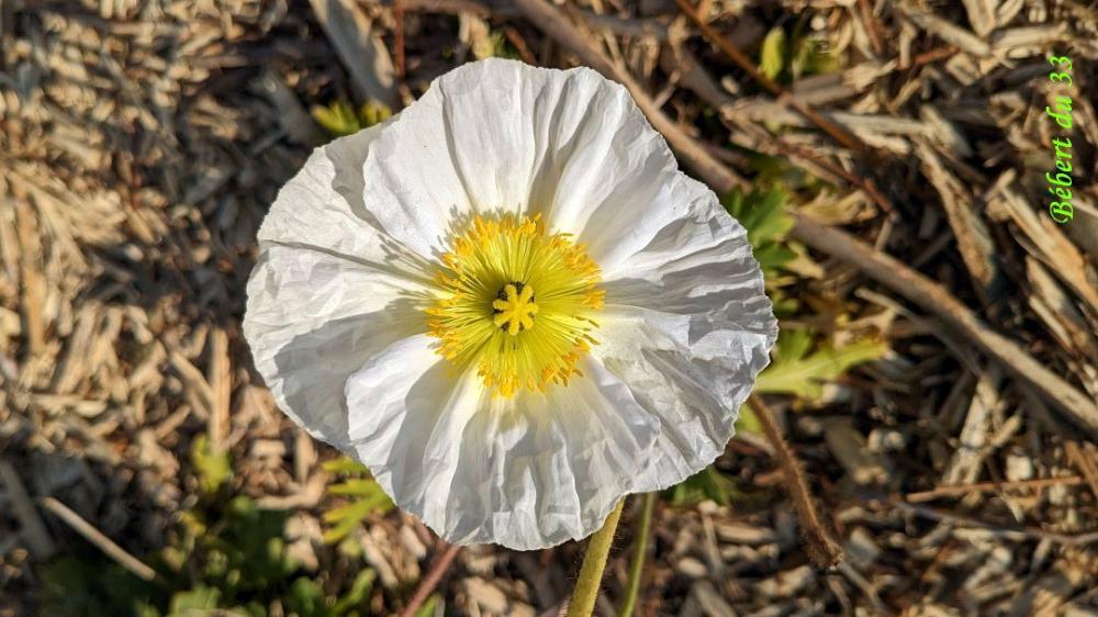 les fleurs du moment