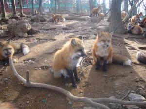 Le paradis des renards argentés au Japon